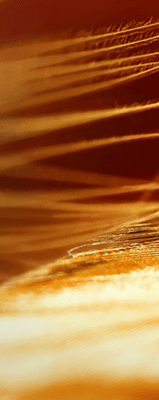 عطور المسك