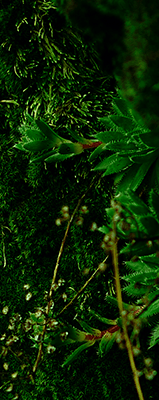 عطور الأخشاب