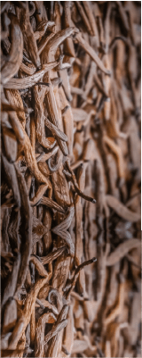 عطور الفانيلا